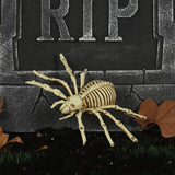 Spider Skeleton -24cm